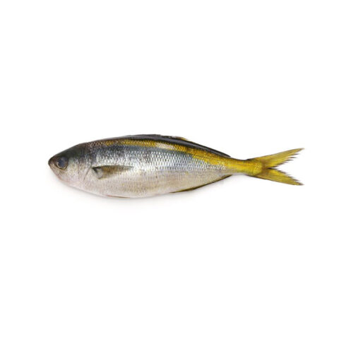 BUTTER FISH WHOLE KG